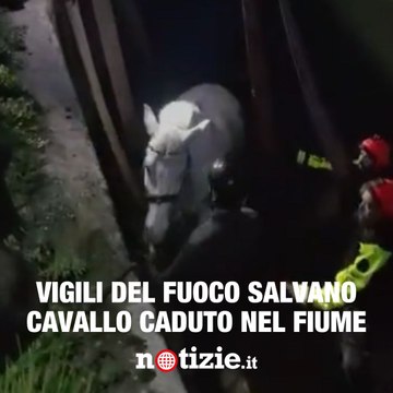 Cavallo cade nel fiume: il salvataggio dei vigili del fuoco