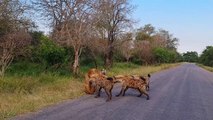 Old Lioness Tries Escaping Gang of Hyenas