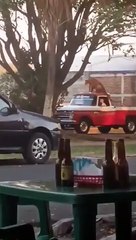 Un homme balade son tigre du Bengale sur le toit de sa voiture