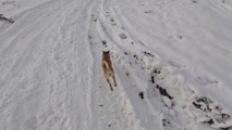 Shiba Inu Tumbles While Running in Snow