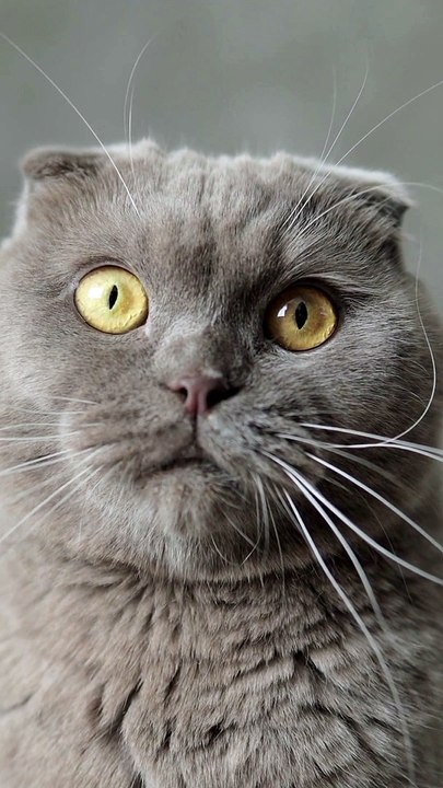 Quote George Bernad Shaw