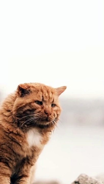 Quote My Tooth Your Love Series