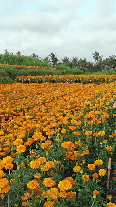 Quote Aku ingin berhenti Menjadi Seperti Mereka