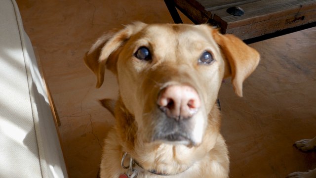 One in five tenants evicted - after landlord discovers that they secretly own a pet