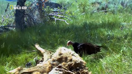 Télécharger la video: The Wild Yellowstone Wild discovery channel - National Geographic documentary - Animal planet - Funny Animals Channel