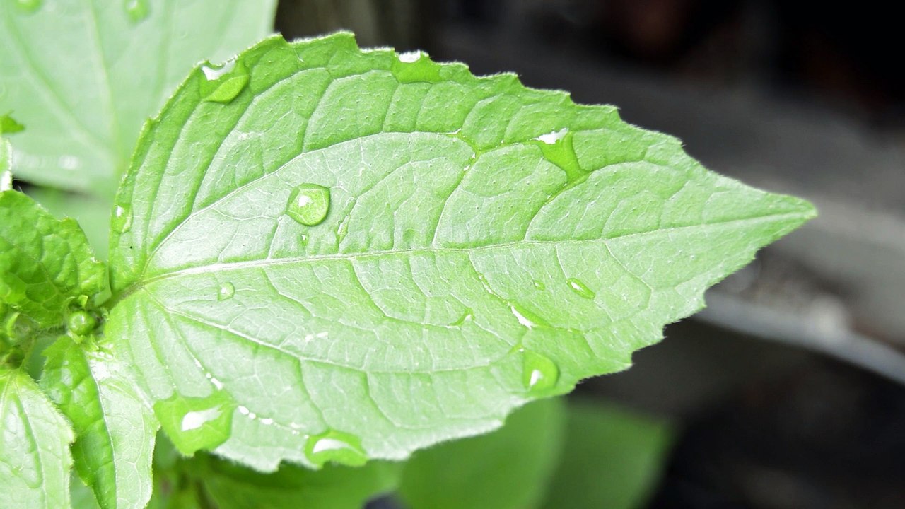 Leaf Live Wallpaper