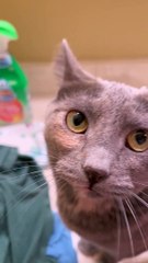 Happy Cat Sings Along