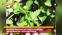 Propiedades de plantas medicinales para la diabetes, antioxidantes y efectos varios