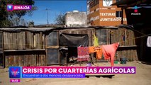 Crisis en cuarterías agrícolas persiste en Guasave, Sinaloa
