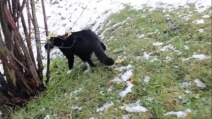 FUNNY KITTEN in the SNOW for the FIRST time in WINTER - Rudolph Cat with a Red Nose - FelixB
