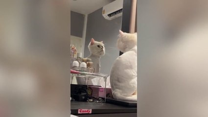 Shocked cat can’t stop staring reflection after haircut