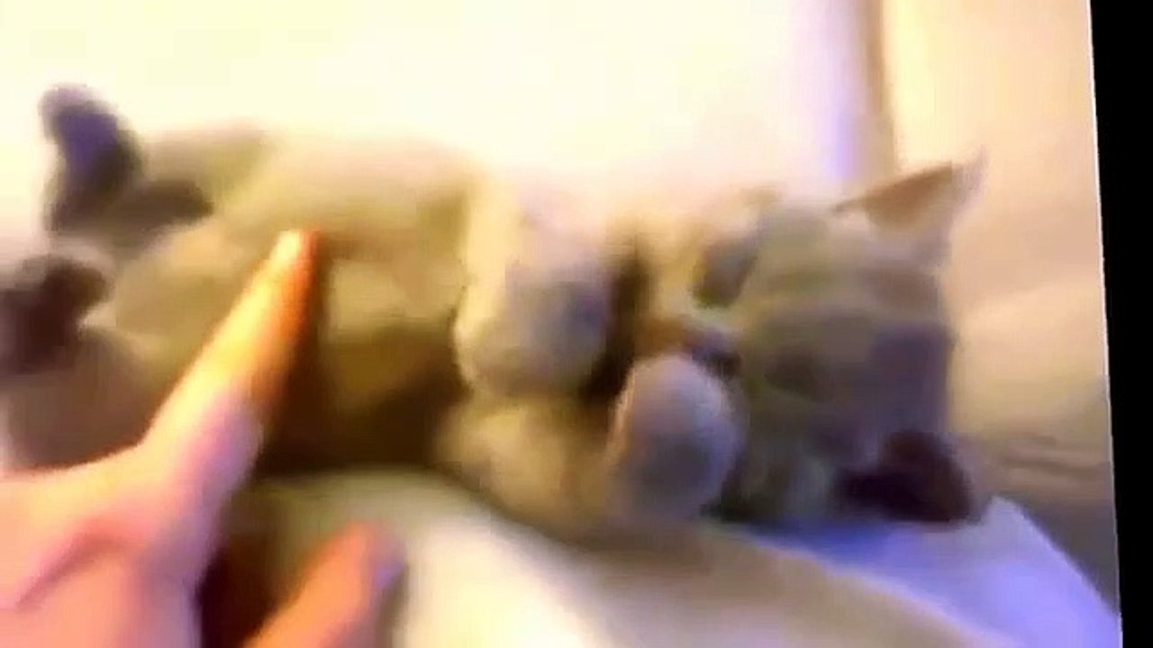 Funny Cat--  Animal Video--Funny Videos Animals Remix Compilation--Animation Animals