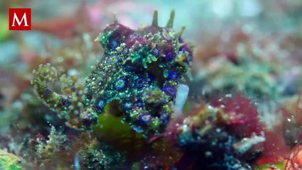 Mujer sobrevive tras ser mordida por un pulpo capaz de causar la muerte