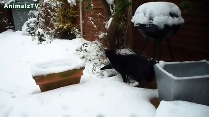 Funny Cats Playing in the Snow First Time Compilation 2016