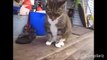 Dancing Cats Compilation dailymotion,  funy cats and dogs enjoing on misic 2016  best cats dancing videos must watch