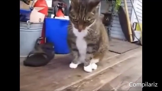 Dancing Cats Compilation dailymotion, funy cats and dogs enjoing on misic 2016 best cats dancing videos must watch