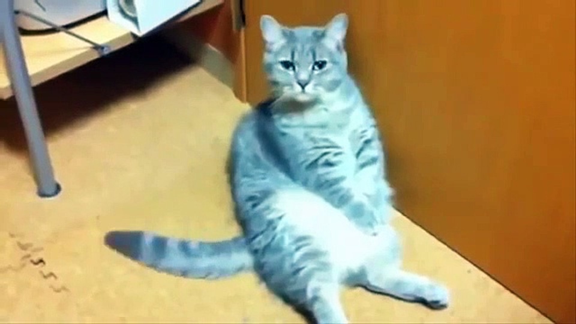 ⁣Baby Playing With pets Funny Videos - Funny Cute babies Pets Video Collection 2016