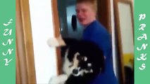 Best Funny Animal Pranks   Funny Cats And Dogs Videos 2015   Funny Dogs Pranks   Top Cats And Dogs V