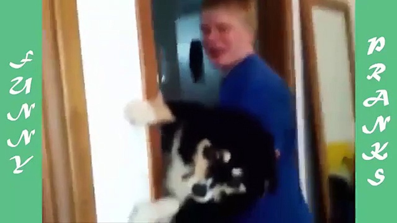 Best Funny Animal Pranks   Funny Cats And Dogs Videos 2015   Funny Dogs Pranks   Top Cats And Dogs V