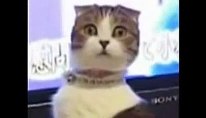 Funny cats annoying dogs  Cute animal compilation