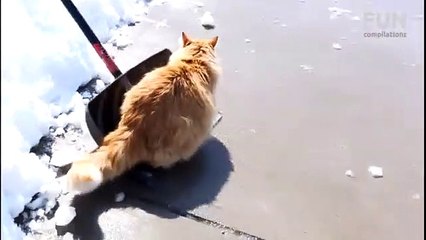 Funy Cay Playing In Snow