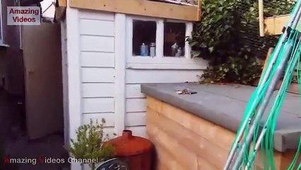Funny Cats get jump but fail