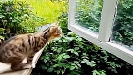 FUNNY CATS ★ Funny Cat Videos 2015 & 2016 (HD) [Funny Pet Media] -