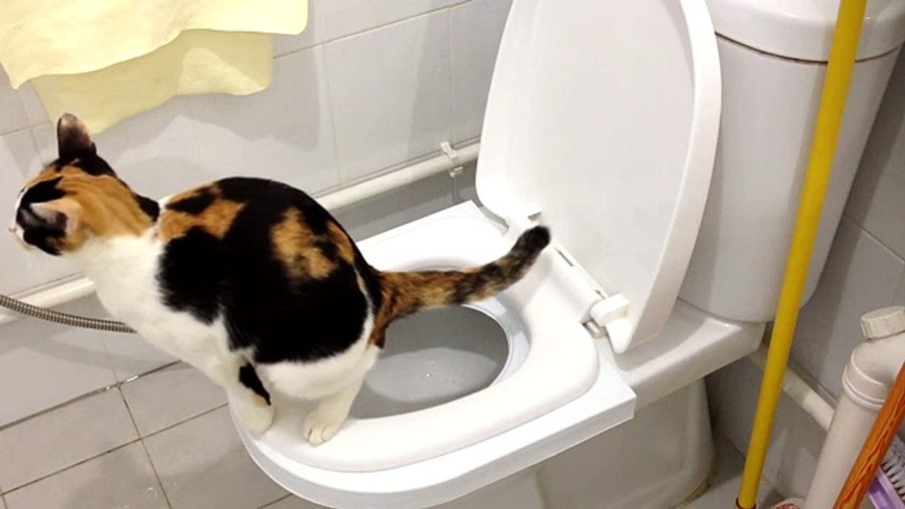 Sierra's 2nd month on the CitiKitty Cat Toilet Training Kit. Success (2)