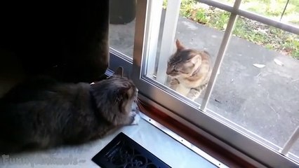 Funny Cats Fighting Through Glass Compilation (2)