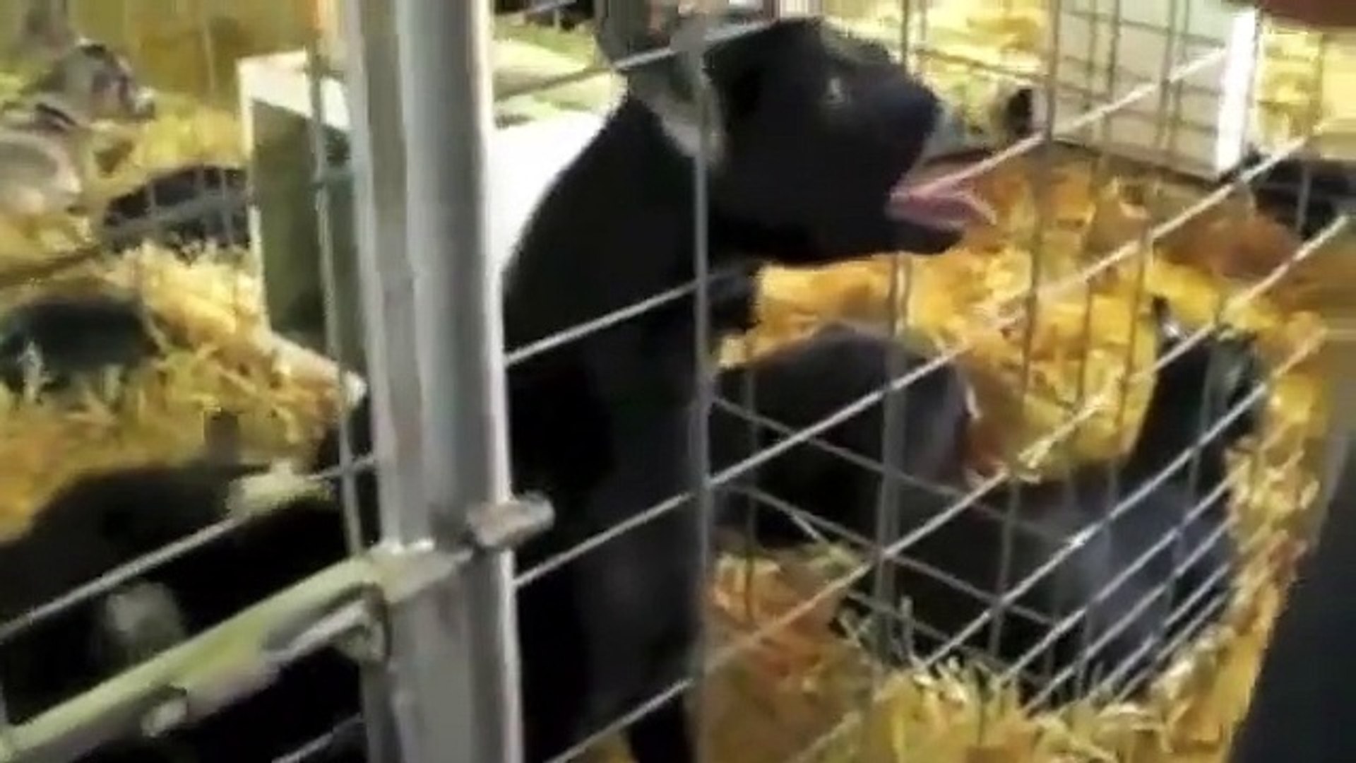 → FUNNY ANIMALS   ANIMALS SOUNDS