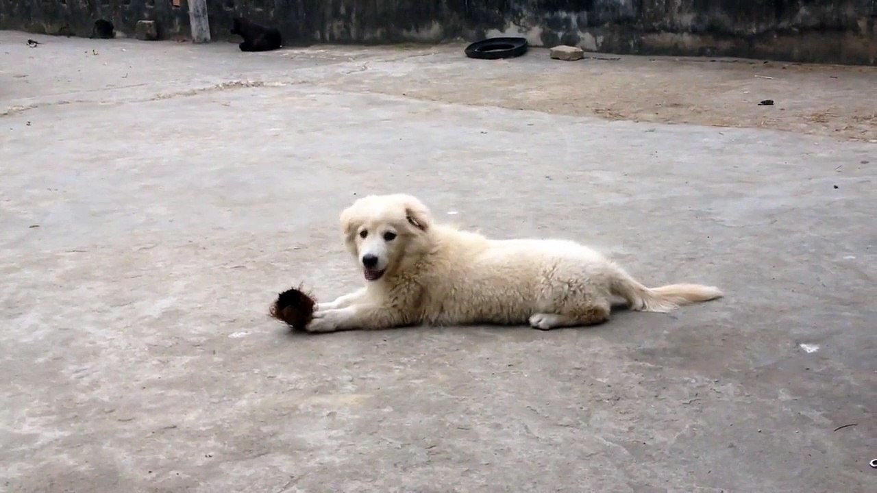 FUNNY DOG   BEAUTIFUL SAMOYED DOG