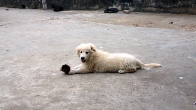 FUNNY DOG BEAUTIFUL SAMOYED DOG
