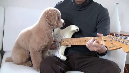 'Guitar Playing Dog' toy poodle MOCHA _ JPN