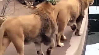 Distracted lion takes a tumble