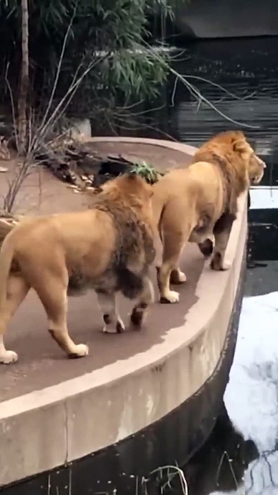 Distracted lion takes a tumble