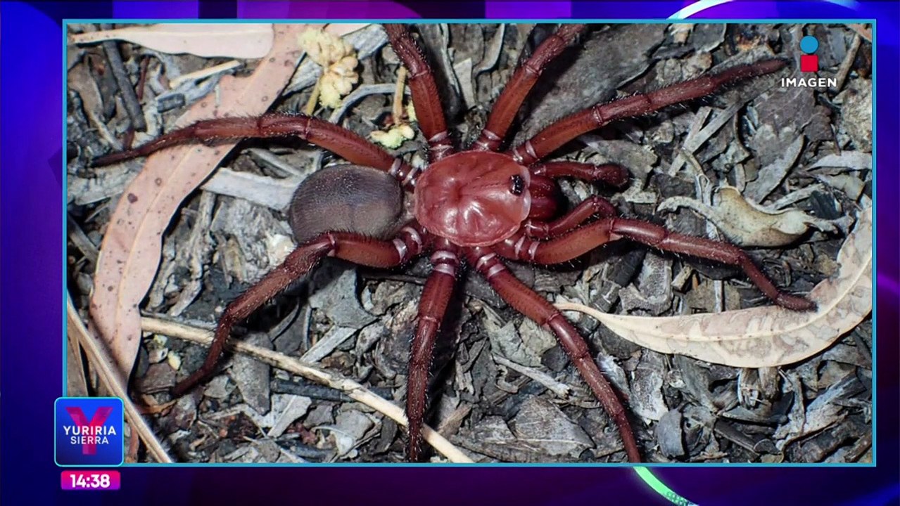 Descubren nueva especie de araña en Australia