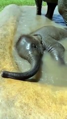 Baby elephant loves bath time