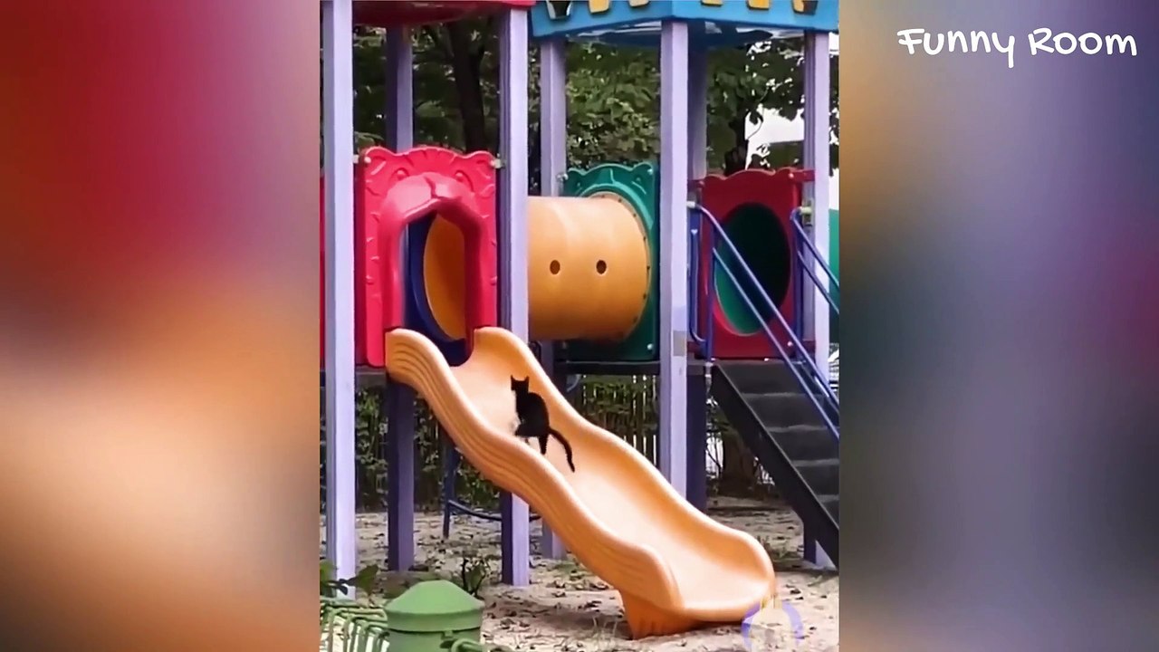 Collection of funny cat and dog videos