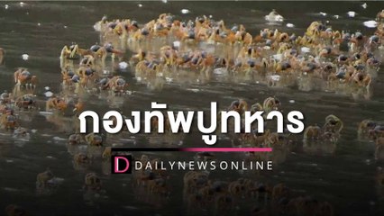 อเมซิ่ง! กองทัพปูทหารนับล้านตัว โผล่หากินชายหาดหยงหลิง ตื่นตาตื่นใจ | HOTSHOT เดลินิวส์ 29/03/66