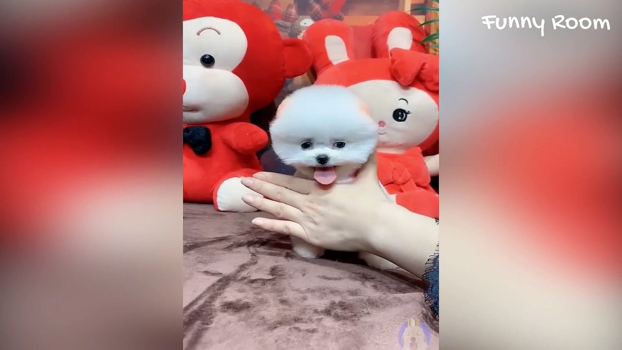 Funny cats and dogs that make you laugh