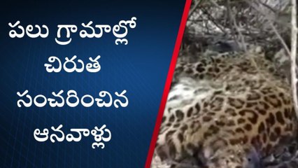 నల్గొండ: ఆందోళన కలిగించిన చిరుత పులి మృతి