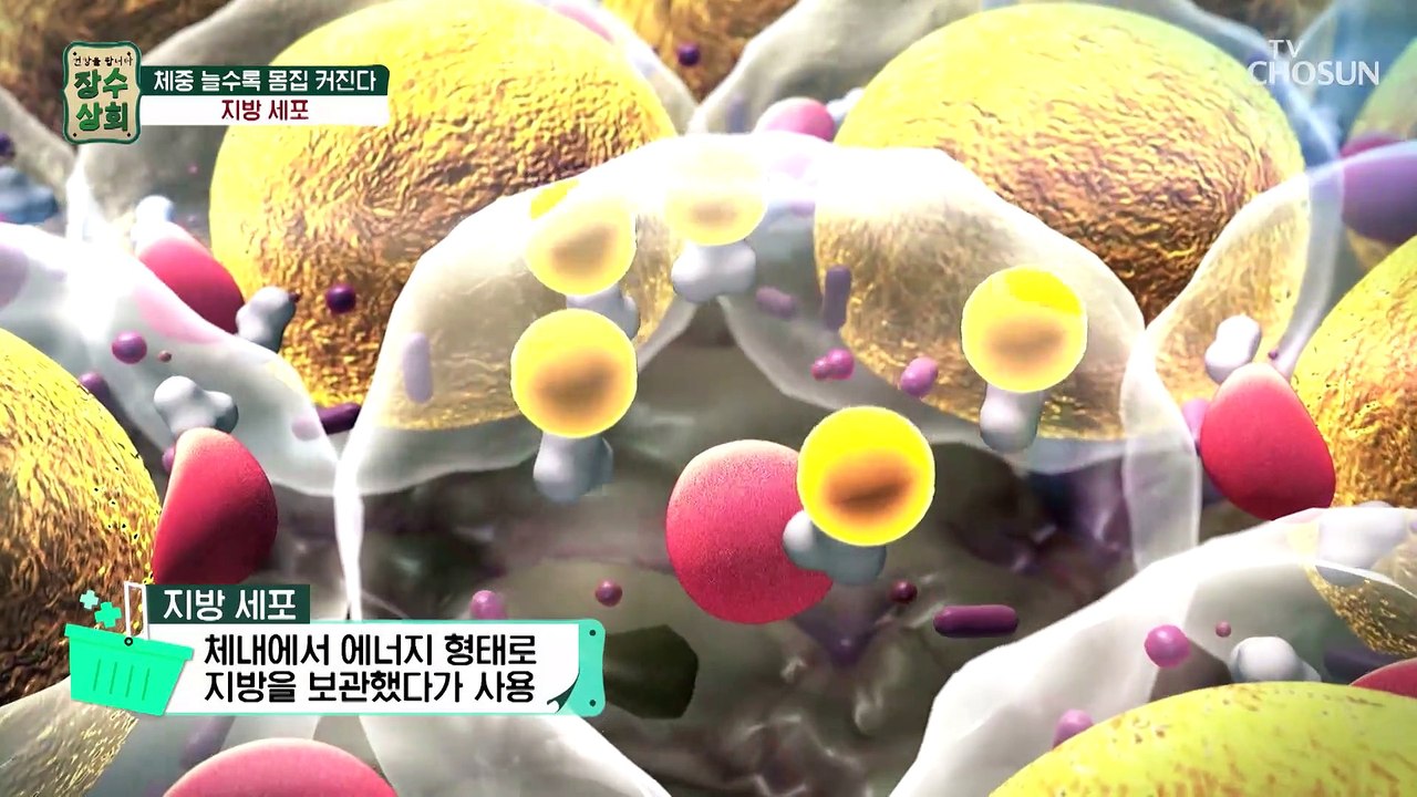 건강을 위협하는 내 몸속 쌓여있는 묵은 살 ‘내장지방’ TV CHOSUN 202303...