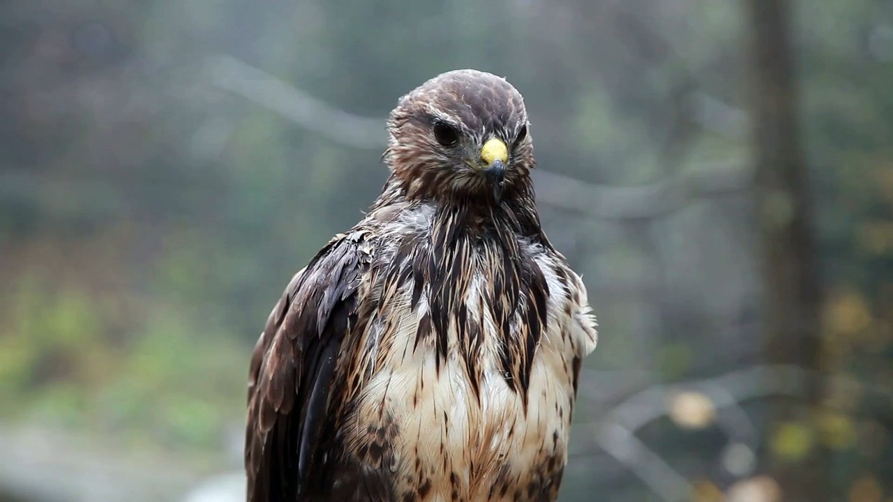 Soaring to New Heights: Captivating Eagle Videos