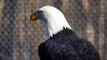 Eagles: Nature's Majestic Hunters in Stunning Videos