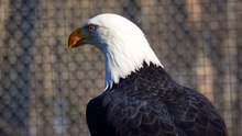 Eagles: Nature's Majestic Hunters in Stunning Videos