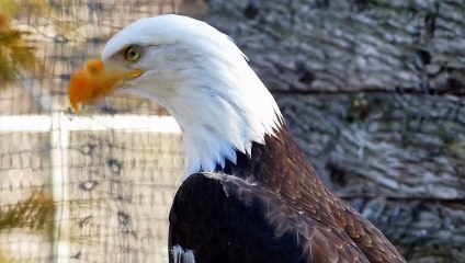 Eagle Eyes: Get an Up-Close Look at These Awe-Inspiring Raptors
