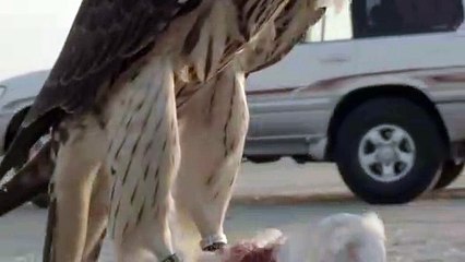 Falcon hanting birds