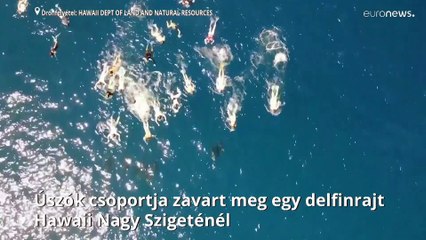 Delfineket zaklattak úszók Hawaii-nál, hatósági ügy lett