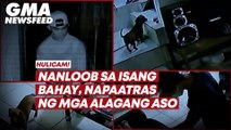 Nanloob sa isang bahay, napaatras ng mga alagang aso | GMA News Feed