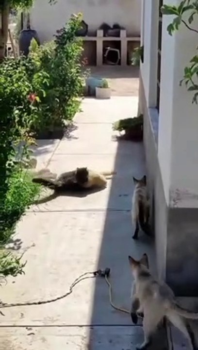 animals funny video